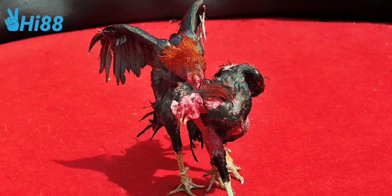 Đặc điểm nổi bật của đá gà đẳng cấp