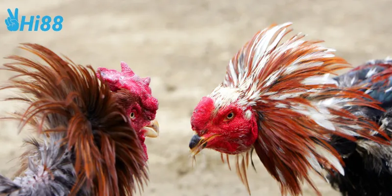 Điểm đặc biệt của đá gà Mỹ chiến