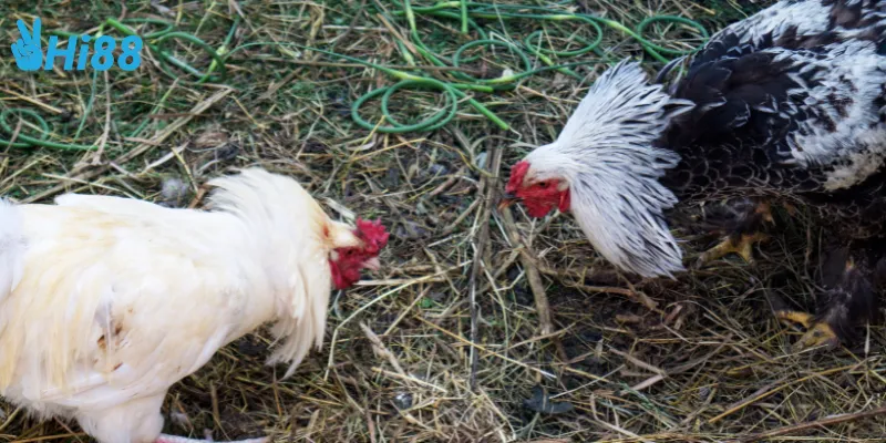 Giới thiệu đá gà cựa kim