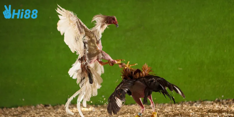 Lợi ích khi tham gia đá gà đẳng cấp