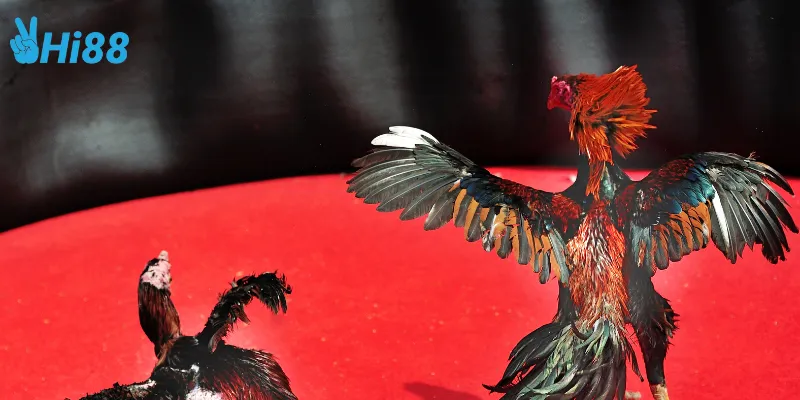 Lưu ý để thắng trong đá gà cựa kim