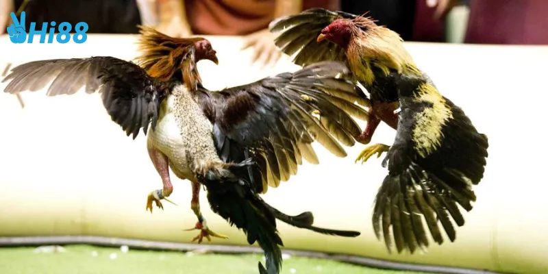 Môi trường gà nòi thách đấu cực căng thẳng và hấp dẫn
