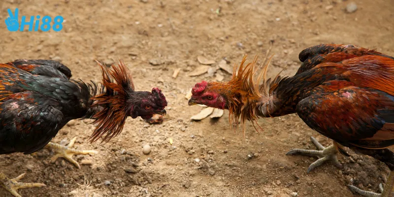 Sự kịch tính trong từng trận đấu đá gà Campuchia trực tuyến