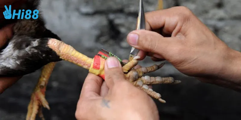 Sức mạnh và kỹ năng quyết định chiến thắng trong đấu gà chuyên nghiệp