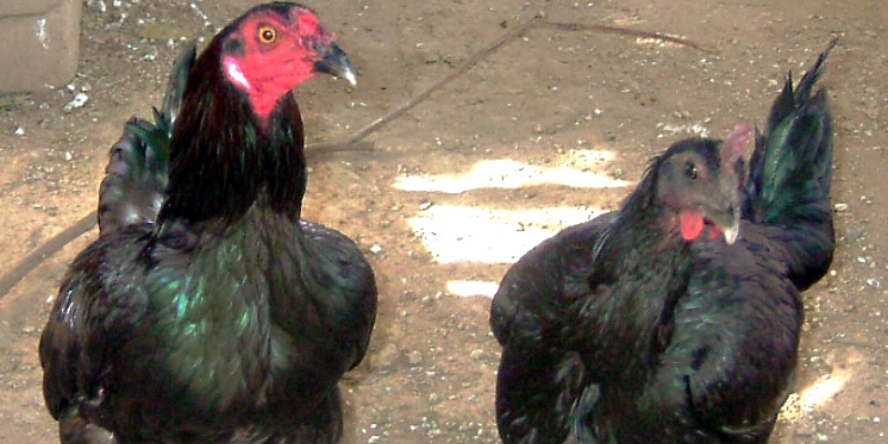 Cá cược đá gà Peru yêu cầu sự nghiên cứu và tính toán