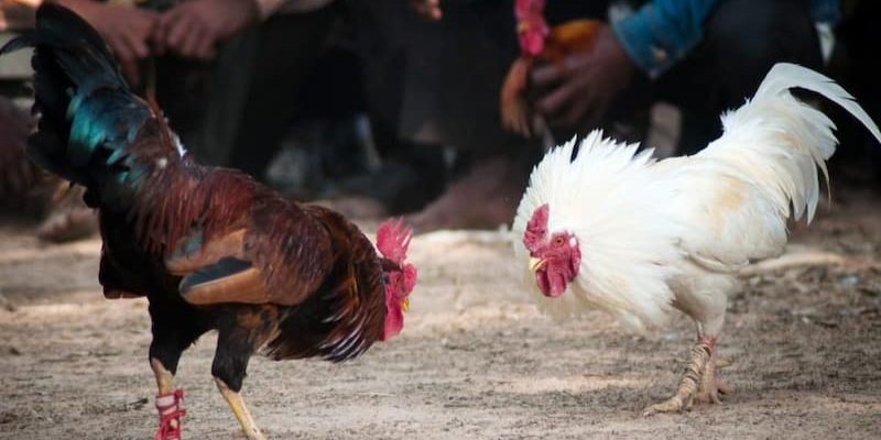 Cập nhật tỷ lệ cược để có cơ hội thắng cao hơn