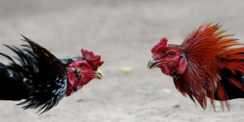 Tham gia cược đá gà cựa sắt Thomo