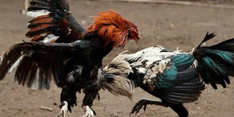 Quy trình tham gia cực kỳ đơn giản