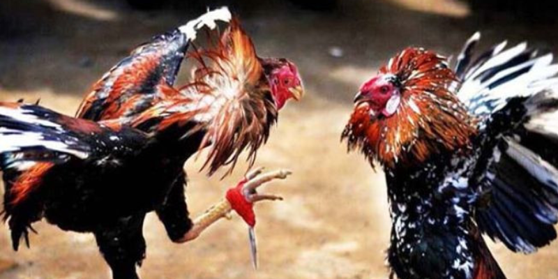 Phân tích kỹ năng và quản lý vốn