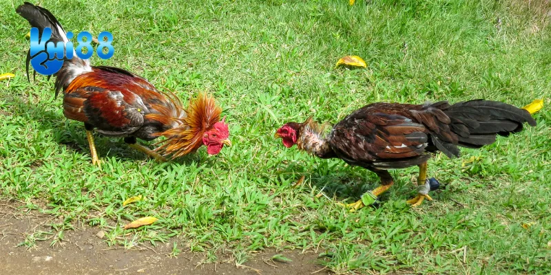 Đấu gà thách đấu quốc tế có gì hấp dẫn