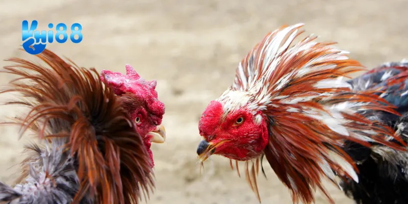 Trải nghiệm cá cược đỉnh cao với đấu gà thách đấu quốc tế